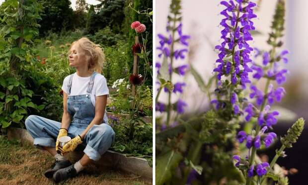 Не только ипомея и шалфей: список запрещенных на даче растений
