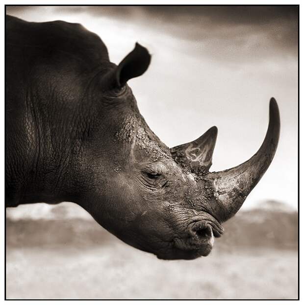 фотографии африки. Nick Brandt