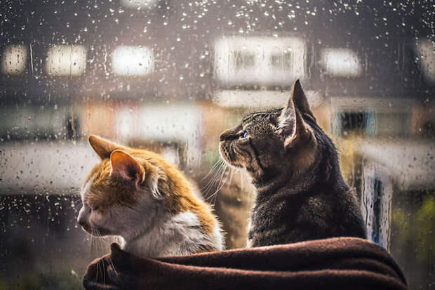 Кошки у окошка
