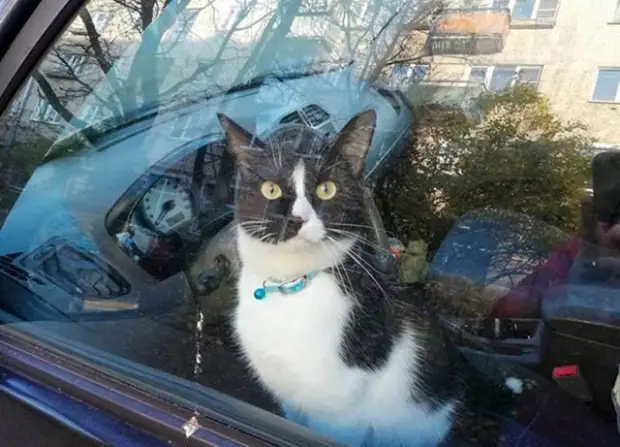 Кота Фунтика, закрытого в машине, спасли. А в это время хозяин искал его в другом месте