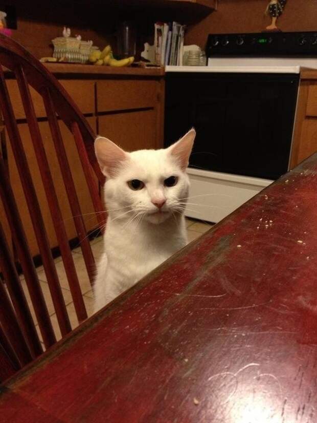 lolcats37 100 лучших фотографий кошек всех времен и народов