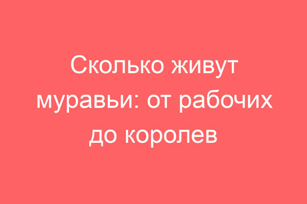 Сколько живут муравьи: от рабочих до королев