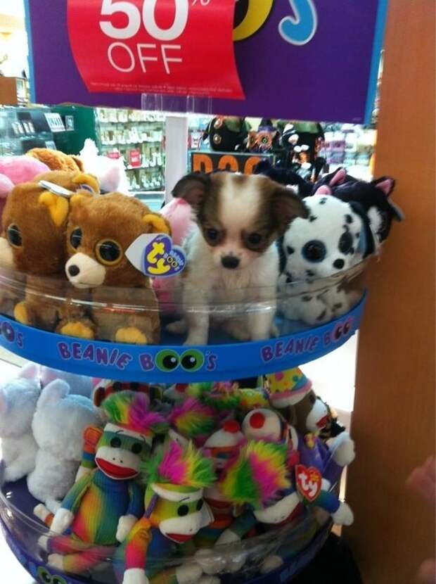 Фотография: 50 фотографии животных, которые вы просто обязаны увидеть №48 - BigPicture.ru