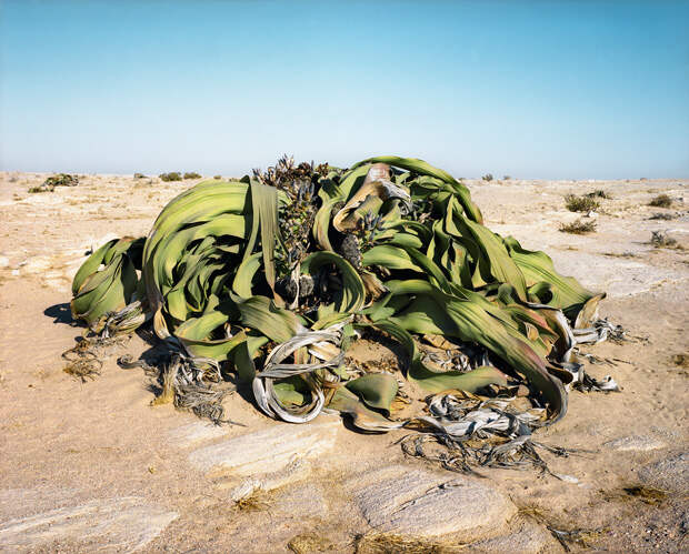 https://www.transcend.org/tms/wp-content/uploads/2014/12/oldest-living-things-world8.jpg