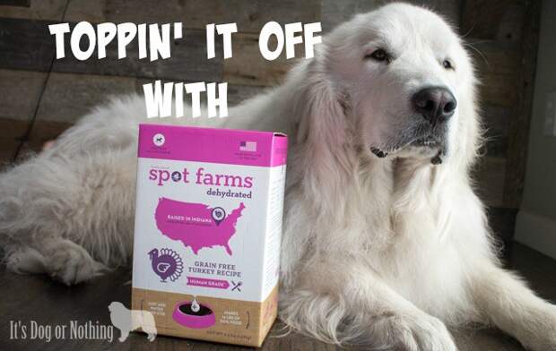 I always try and keep things interesting for the fluffies and they've been LOVING this dehydrated food from Spot Farms. I use it as a topper for my Great Pyrenees, but it is also great as a complete, balanced meal!