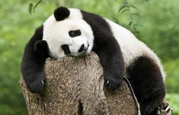 Панды не впадают в спячку