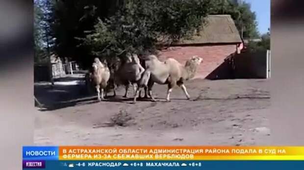 Верблюды-беглецы стали проблемой для властей под Астраханью