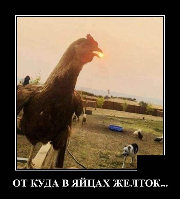 Демотиваторы (30 фото)