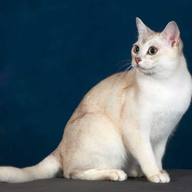 Бурмилла короткошерстная котята., кошки, породы