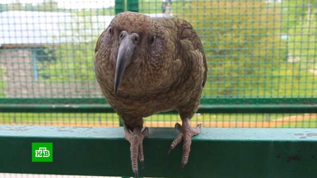 В экспозиции Московского зоопарка появились попугаи — «убийцы овец»