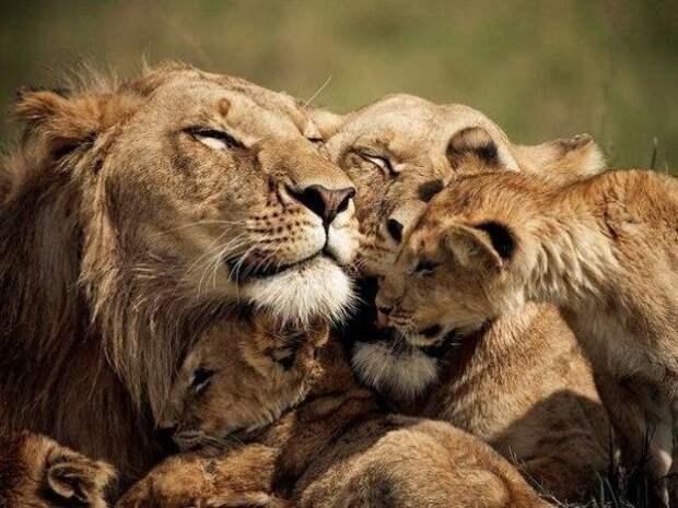 Дикие кошки