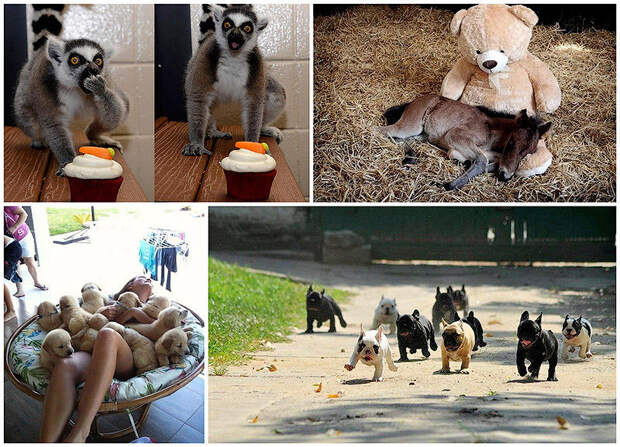 Фотографии животных, которые вы просто обязаны увидеть