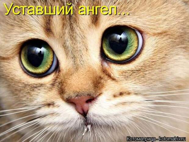 Котоматрицы (картинки с надписями)