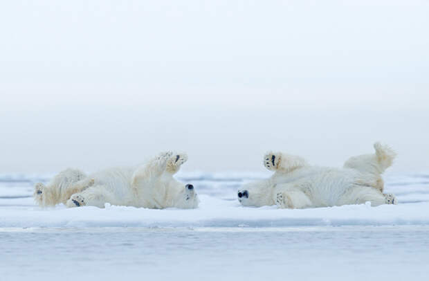 Впадают ли в зимнюю спячку белые медведи?