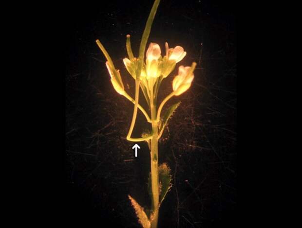 Ученые обнаружили у растений новый орган