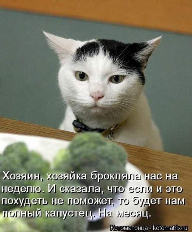Котоматрицы(картинки с надписями)