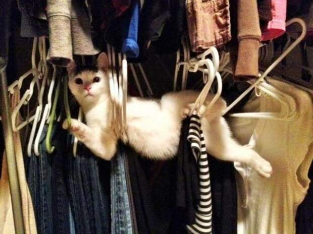 Животные, которых застали врасплох