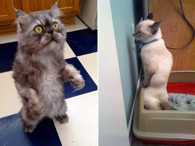 16 фото, доказывающих, что коты прекрасно умеют стоять на двух ногах… то есть лапах