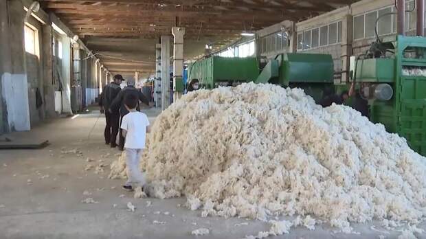 Сезон стрижки овец начался в Дагестане