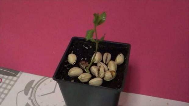 Как правильно прорастить фисташки в домашних условиях: пошаговая инструкция