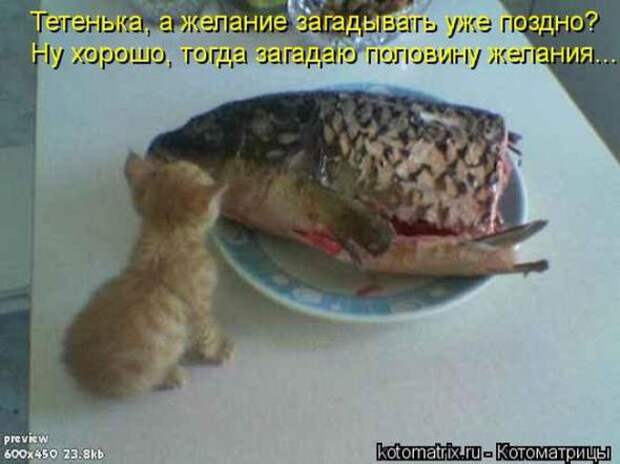 Котоматрицы(картинки с надписями)