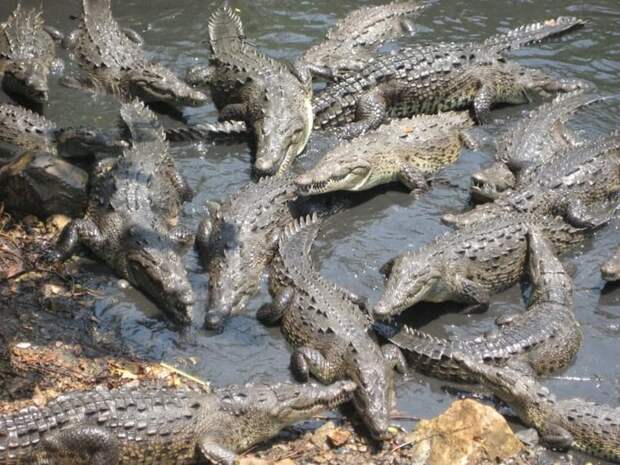 Нападение крокодилов на острове Рамри война, страшно, фото