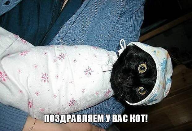 Поздравляем, у вас кот!