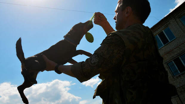 Кинолог Голубев: профессиональный кинолог не обещает быстрых результатов