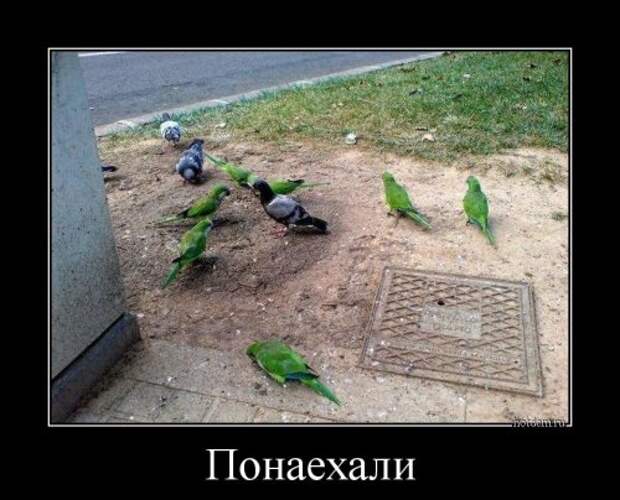 Новые демотиваторы (21 шт)