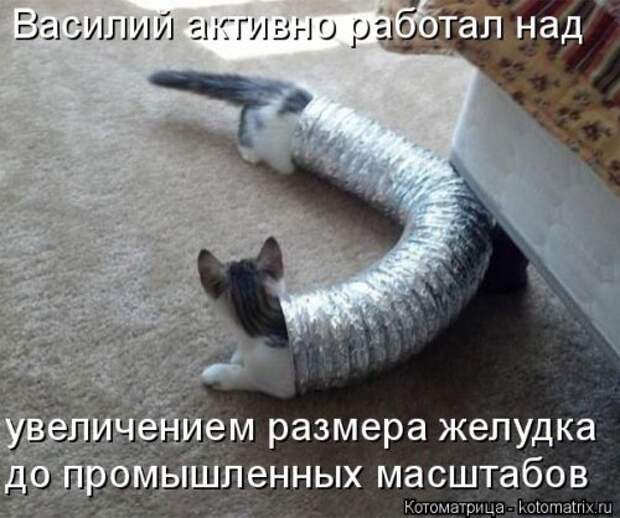 Свежая котоматрица (32 фото)