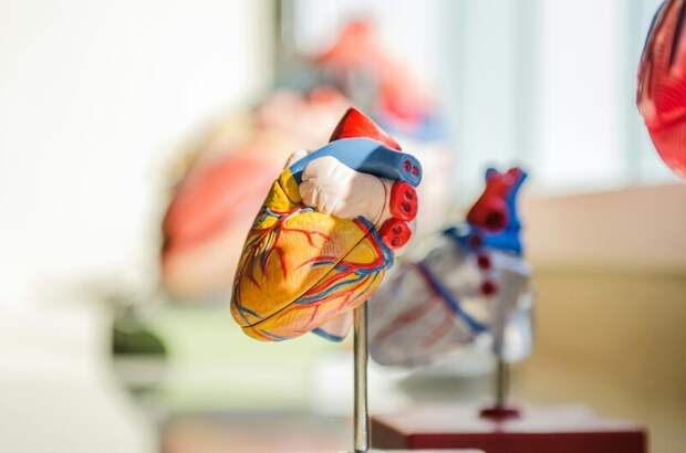 Подростковая артериальная гипертензия увеличивает риск сердечно-сосудистых заболеваний
