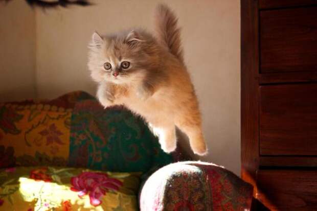 Картинки по запросу flying cat