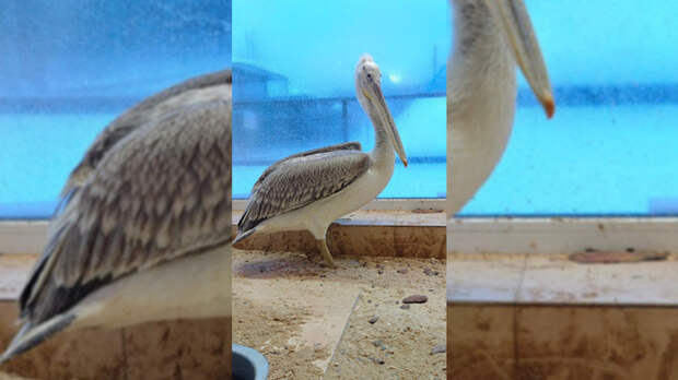 Кудрявый пеликан / Фото: барнаульский зоопарк