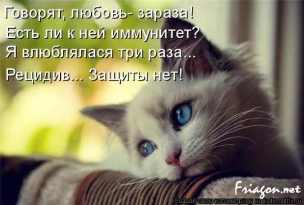 Котоматрица про Любовь