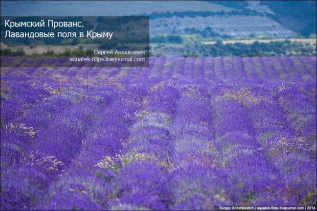Lavenderfields00 800x533 Крымский Прованс. Лавандовые поля в Крыму