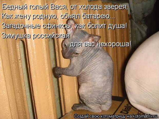 Лучшие котоматрицы недели (50 фото)