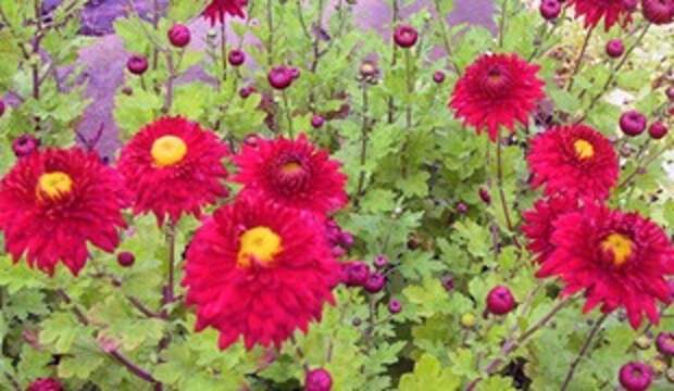 Хризантема Fellbacher Wine Хризантема Fellbacher Wine