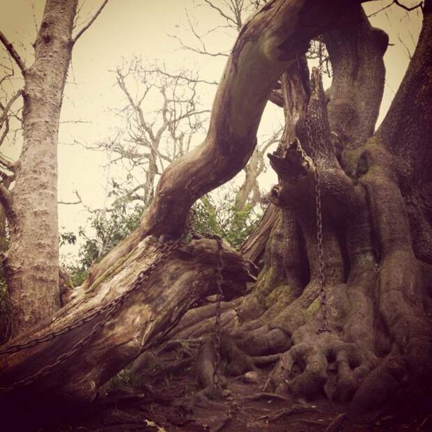 Старая легенда о дубе в цепях