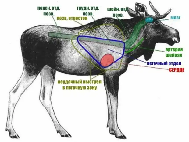 Самые убойные места у лося