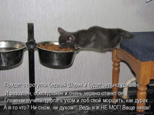 Свежая котоматрица (33 фото)
