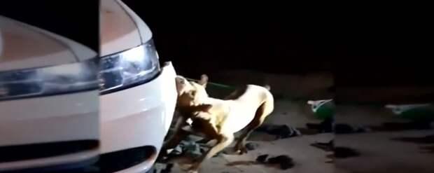 Увидев, что пес грызет бампер ее авто, женщина начала умолять полицейского застрелить собаку