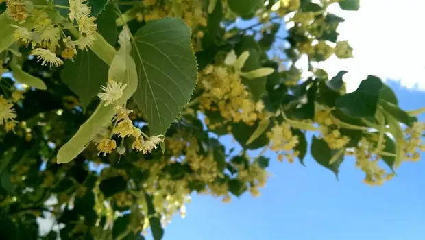 Липа душистая