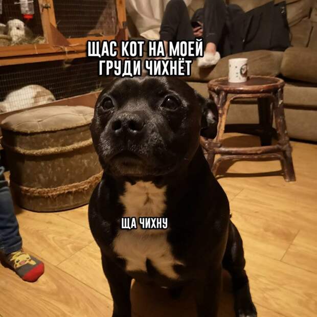 Ща чихну Ща чихну