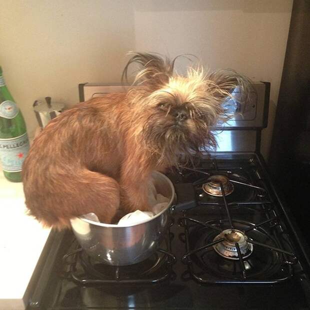 whenURnothome20 Чем занят пес, когда хозяев нет дома