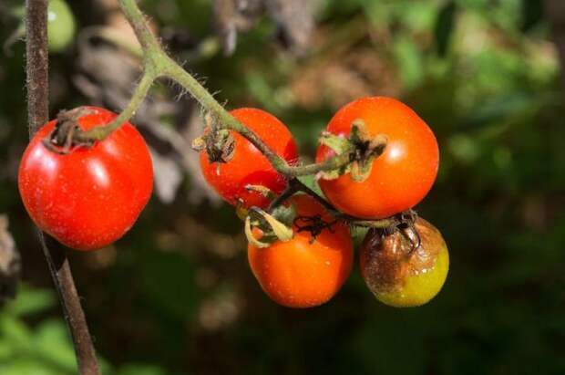 Что такое фитофтора на помидорах фото