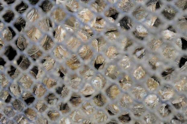 Выращивание устриц в США