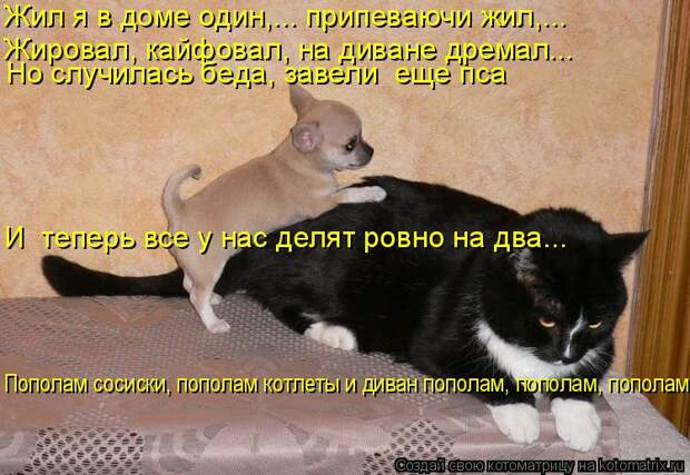Котоматрица: Жил я в доме один,... припеваючи жил,...  Жировал, кайфовал, на диване дремал... Но случилась беда, завели  еще пса Пополам сосиски, пополам котле