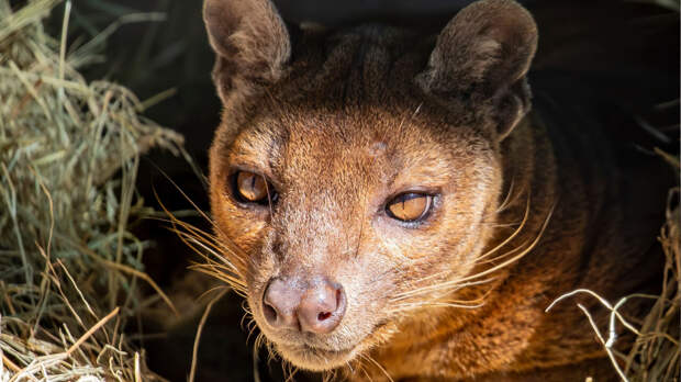 То ли кошка, то ли мангуст: кто такая фосса