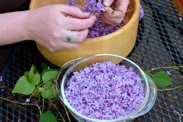Пока цветет сирень заполните банку растительным маслом и фиолетовыми цветками