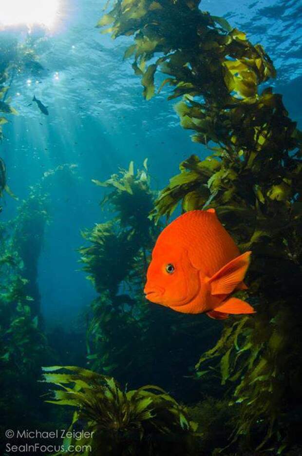 Фотография: Garibaldi Fish, California Photo by Michael Zeigler | <a href=